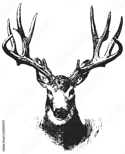 Mule Deer - Odocoileus hemionus #vector #isolated Hirsch (Maultierhirsch) photo