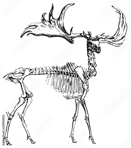 Deer skeleton #vector #isolated Hirsch Skelett
