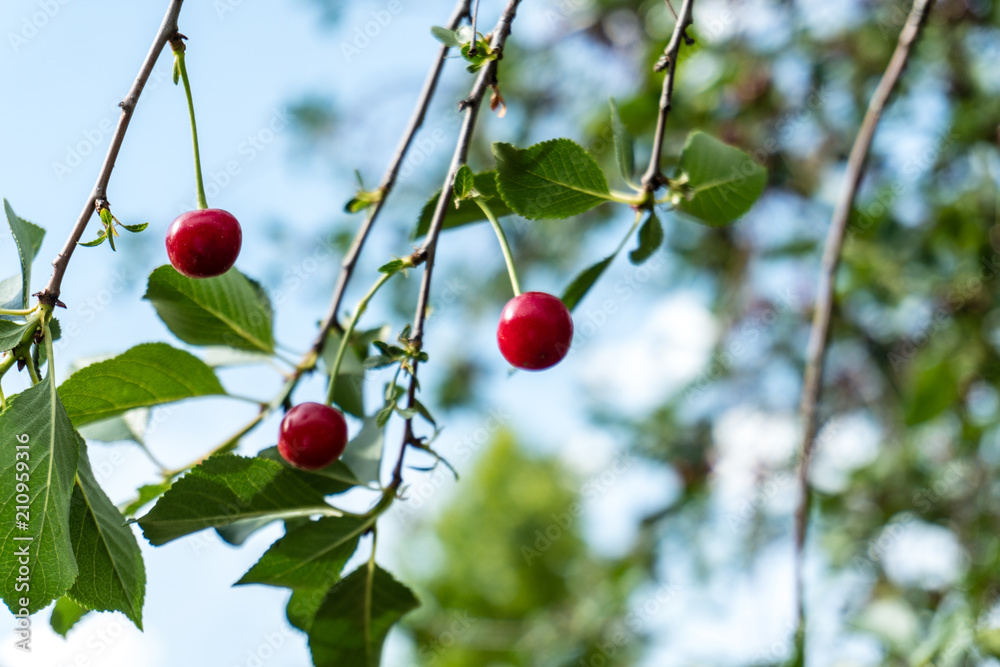Red ripe sweet cherry on tree with leaves.