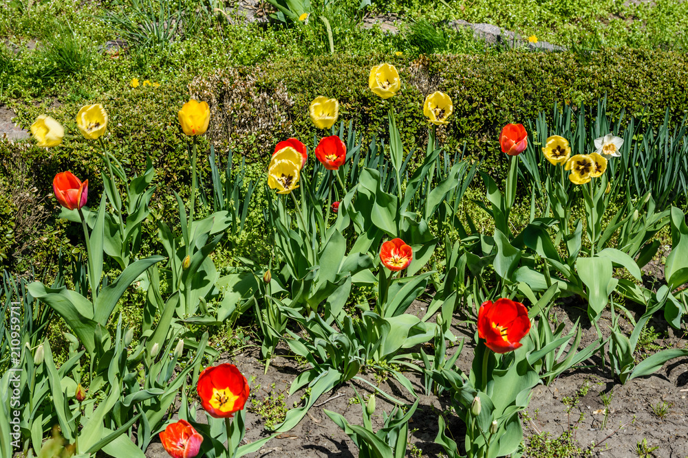 Red and yellow tulips on flowerbed in city park Red and yellow tulips on flowerbed in city park