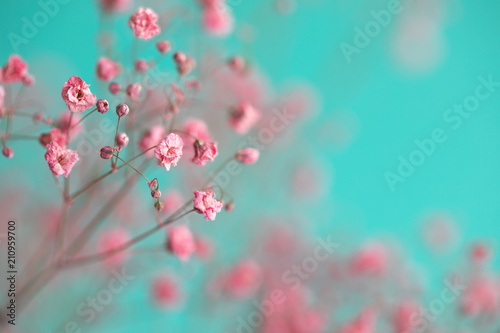 Dry pink baby's breath flowers against a teal background
