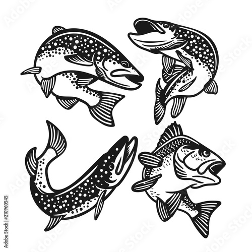 set of big bass fish illustration for fishing logo. Fisherman logo. Fishing logo