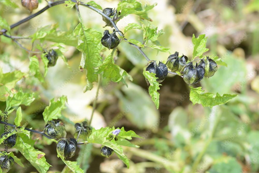 Shoo fly plant(Nicandra Physalodes Violacea) Shoo fly plant(Nicandra Physalodes Violacea)