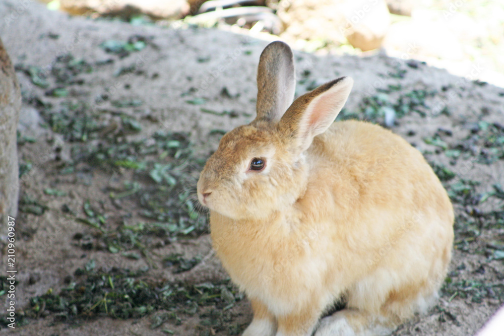 Brown rabbit sitting on the ground in the rock cavity Brown rabbit sitting on the ground in the rock cavity