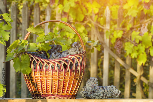 Basket with grapes on the hedge background. Sunlight