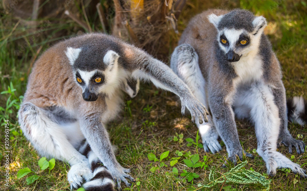 Fototapeta premium Couple of lemurs sit on the grass.