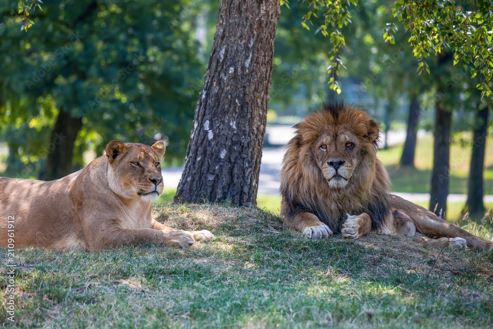 Naklejka premium Lion and lioness lie down on the grass.
