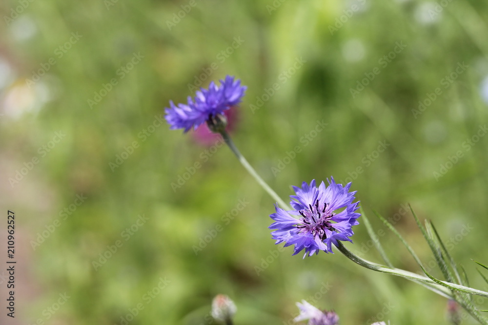 Fototapeta premium ヤグルマギク