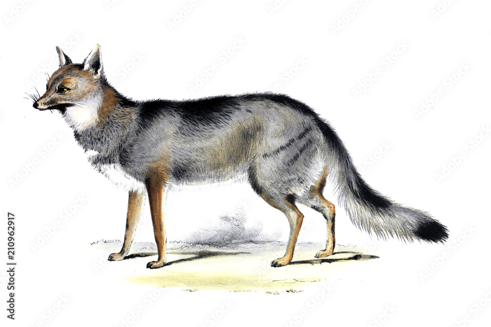 illustration of animal
