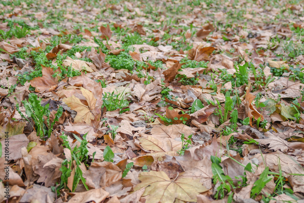 Natural tree dry leaf on grond in city park outdoor septembar plant Natural tree dry leaf on grond in city park outdoor septembar plant