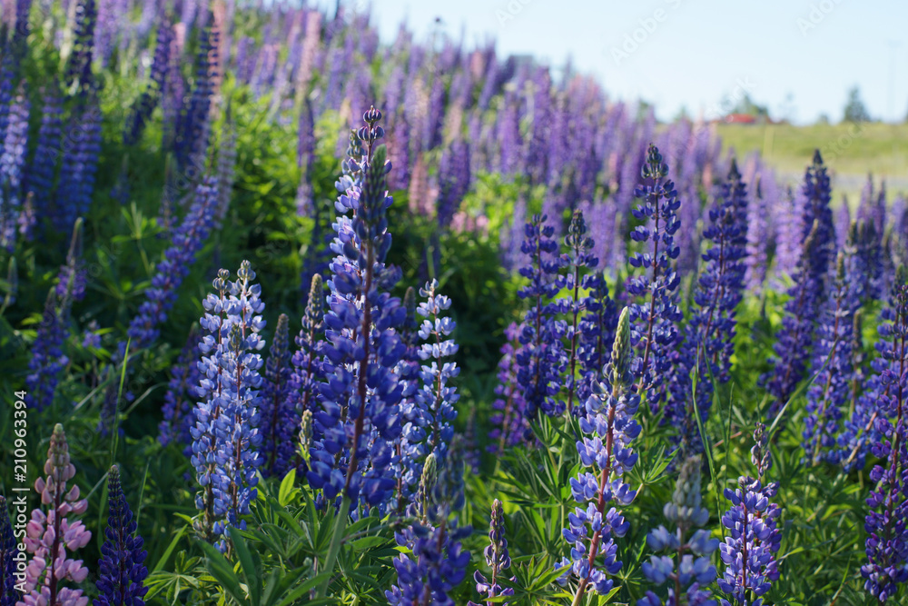 Obraz premium A lot of blue lupine flowers blossomed on the field by the forest