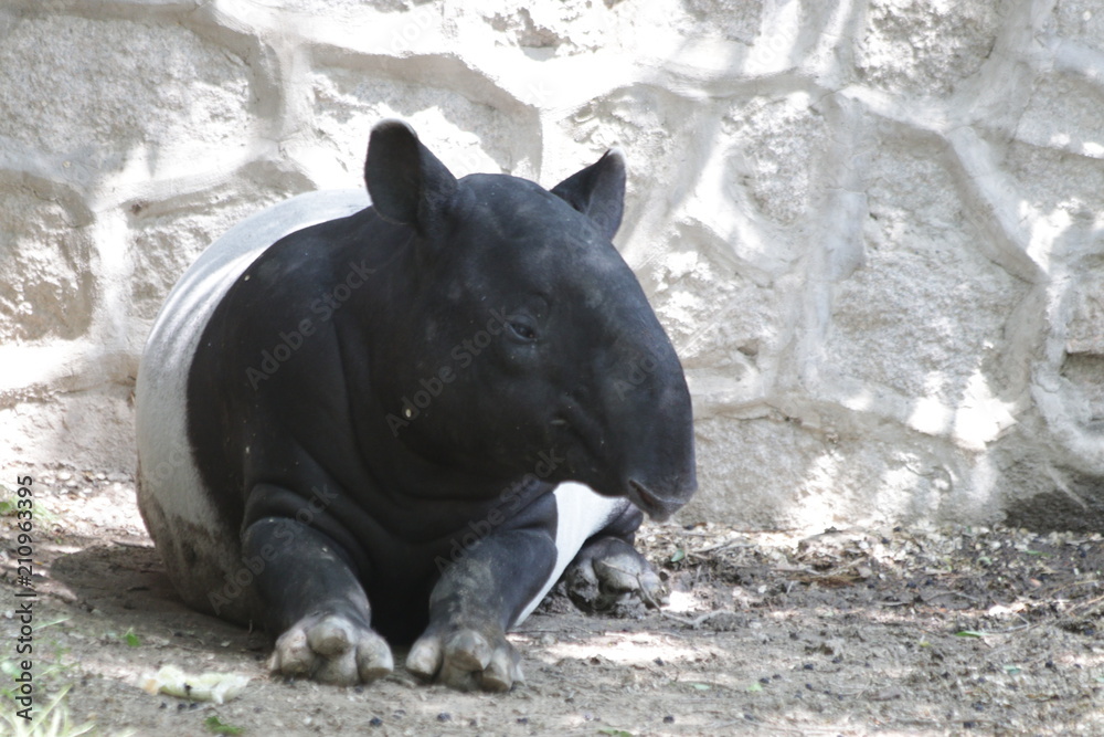 Close up Little Tapir in the Yard Close up Little Tapir in the Yard