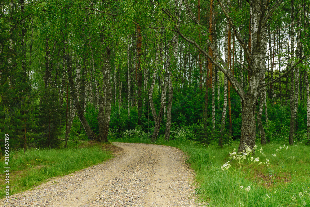 Fototapeta premium Country road to forest
