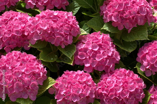 Large pink hydrangeas against the background of green leaves