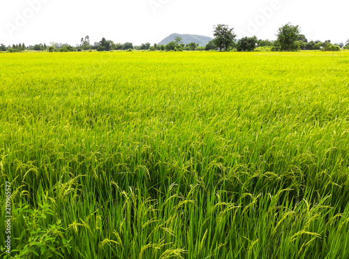 Rice Green Field.
