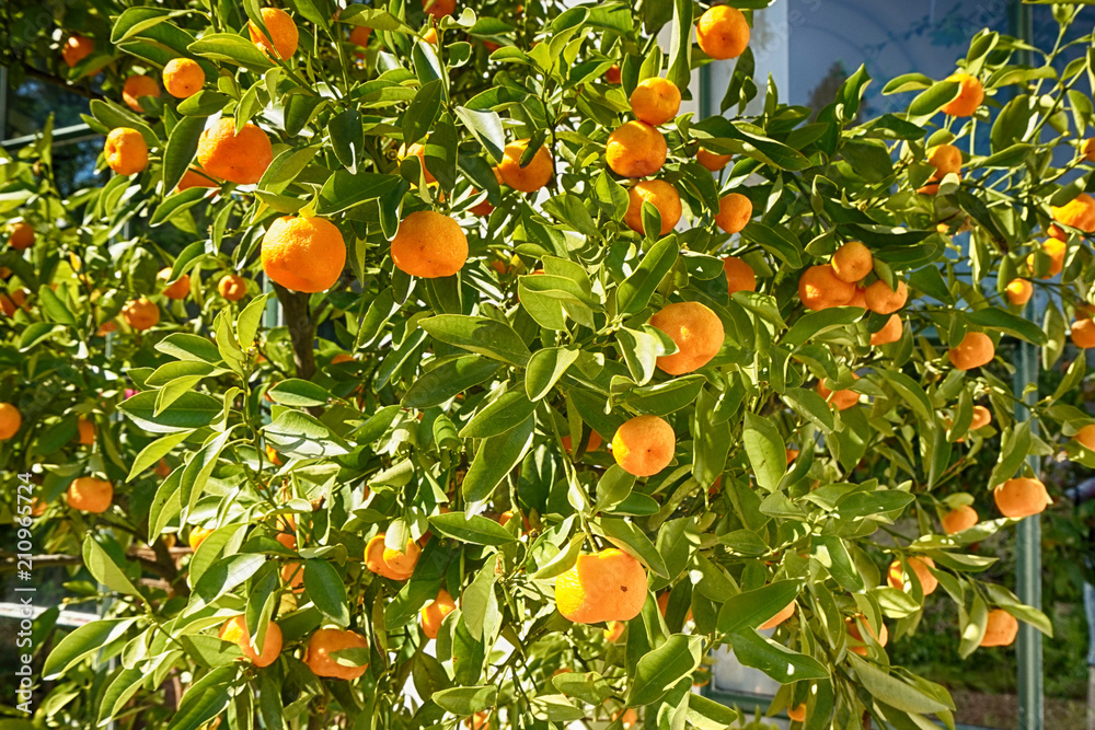 oranges plant with fruits
