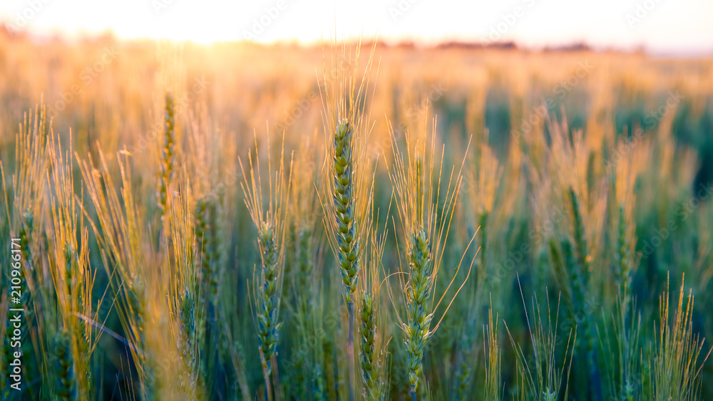 Wheat Field Sunset Wheat Field Sunset