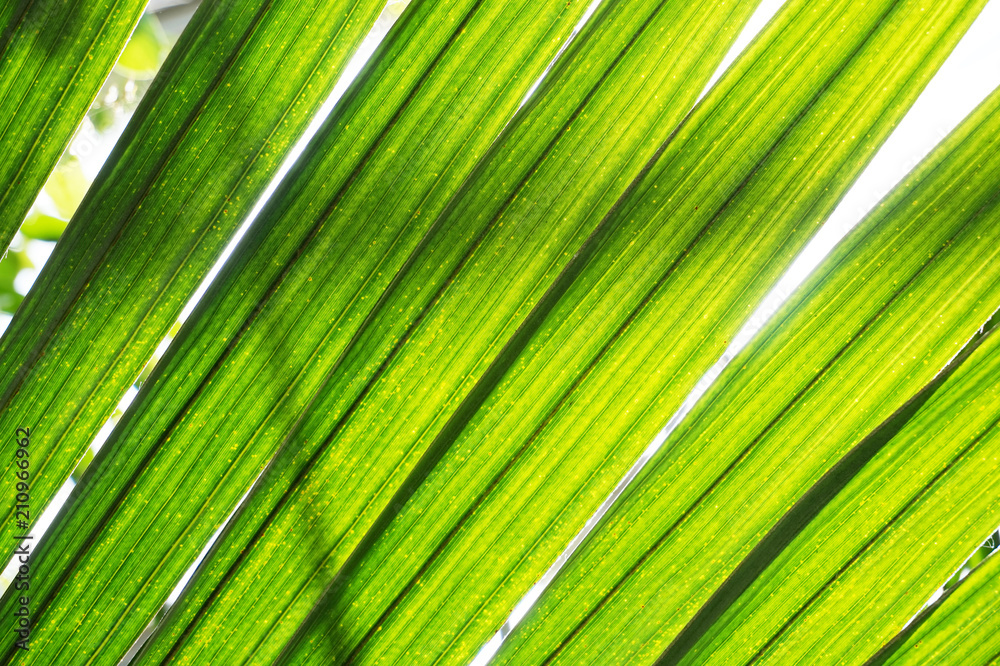 palm tree leaf texture palm tree leaf texture