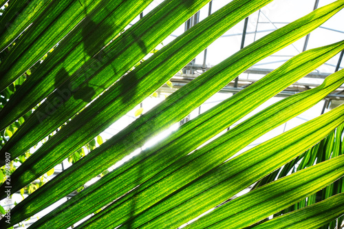 palm tree leaf texture