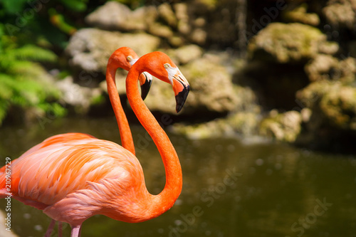 Two pink flamingos walking in the water