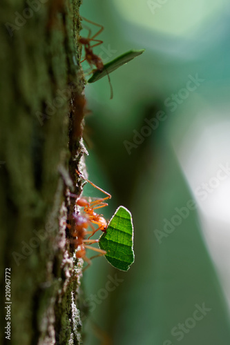 Cooperation, team play, team spirit, team work, addiction, hard-work, agility are the perfect nouns for Leafcutter ants workers (Atta cephalotes), which bring plant parts back to the colony.
