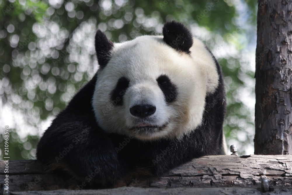 Fototapeta premium Sleeping Giant Panda Beijing, China