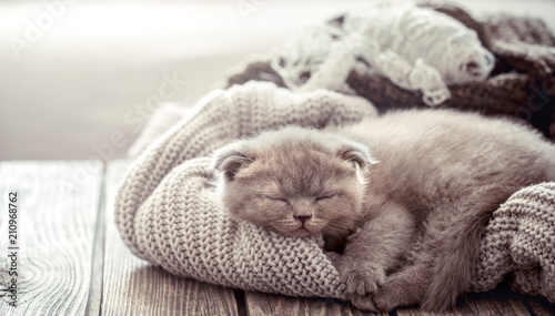 kitten sleeps on a sweater
