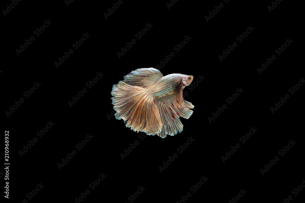 Siamese Fighting Fish isolated on black bacground Thai's betta is one of the most beautiful fish for tanks and aquariums