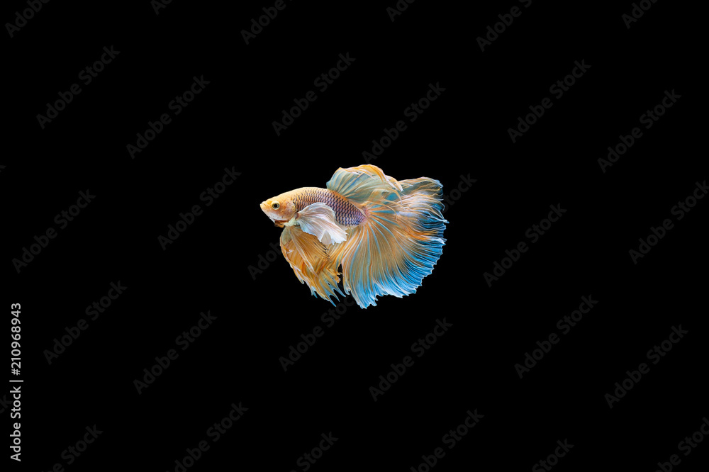 Siamese Fighting Fish isolated on black bacground Thai's betta is one of the most beautiful fish for tanks and aquariums Siamese Fighting Fish isolated on black bacground Thai's betta is one of the most beautiful fish for tanks and aquariums