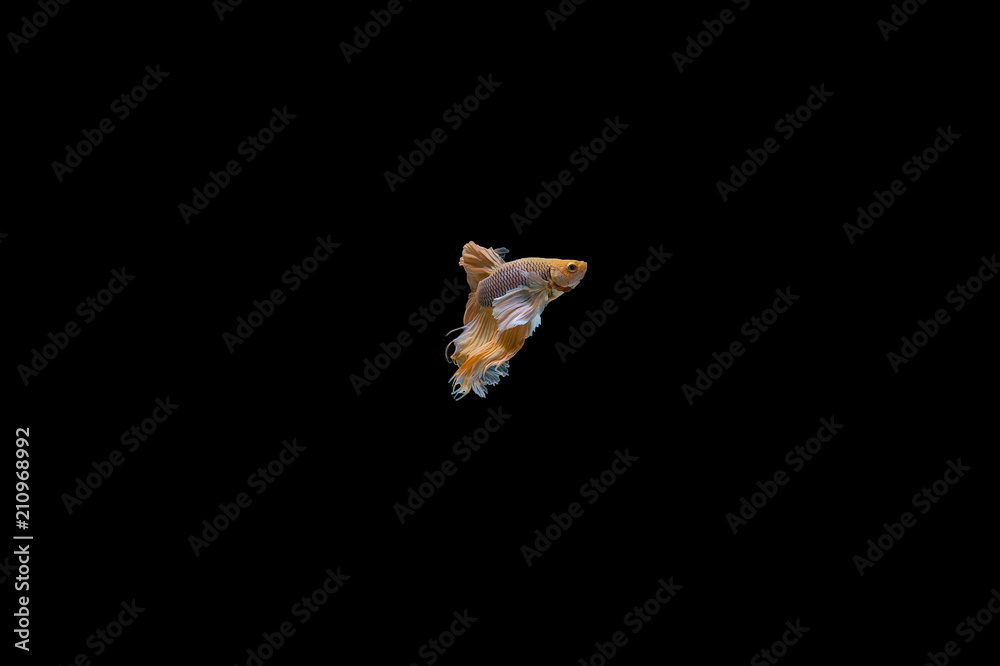 Siamese Fighting Fish isolated on black bacground Thai's betta is one of the most beautiful fish for tanks and aquariums Siamese Fighting Fish isolated on black bacground Thai's betta is one of the most beautiful fish for tanks and aquariums