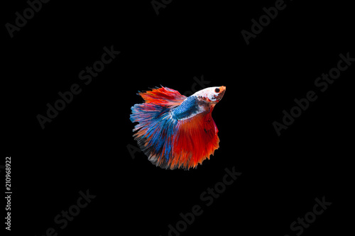 Siamese Fighting Fish isolated on black bacground Thai's betta is one of the most beautiful fish for tanks and aquariums
