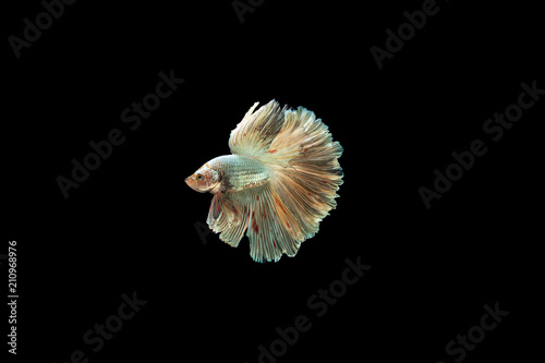Siamese Fighting Fish isolated on black bacground Thai's betta is one of the most beautiful fish for tanks and aquariums