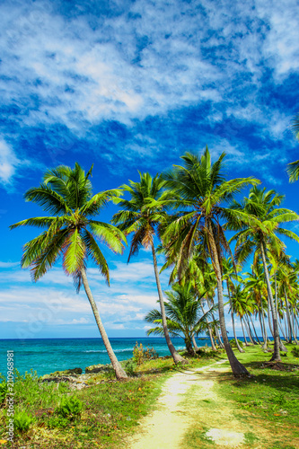 Fototapeta Naklejka Na Ścianę i Meble -  Path through a palm tree forest in Dominican Republic 