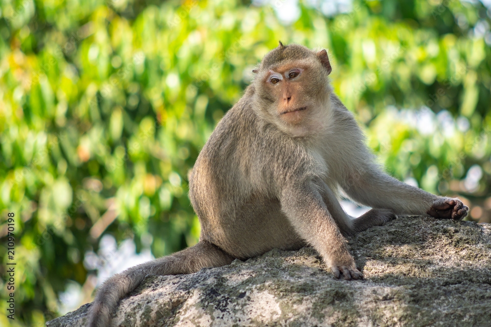 Long-tailed macaque, in Thailand, Saraburi a wildlife sanctuary