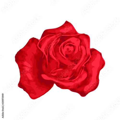 Fototapeta Naklejka Na Ścianę i Meble -  Bright beautiful red rose bud isolated on white