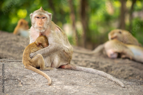 Long-tailed macaque, in Thailand, Saraburi a wildlife sanctuary