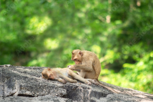 Long-tailed macaque  in Thailand  Saraburi a wildlife sanctuary