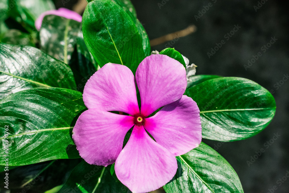 pink flowers with five petals