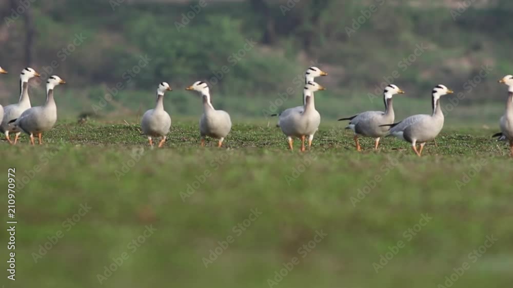 Flock of bar headed goose grazing 