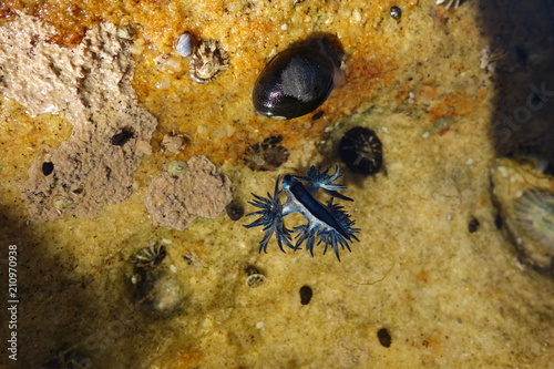 Blue Dragon, Glaucus Atlanticus, Blue Sea Slug photo