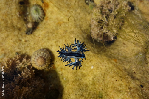 Blue Dragon, Glaucus Atlanticus, Blue Sea Slug