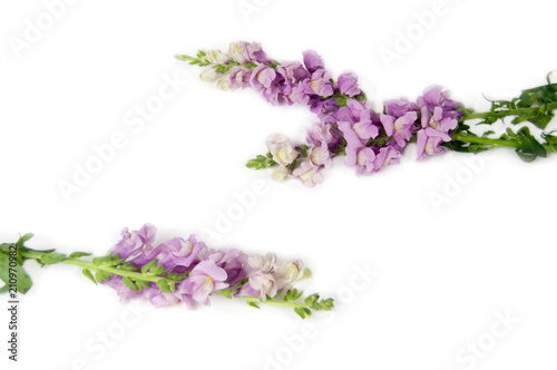 lilac flowers of a lion s pharynx lie on  white background