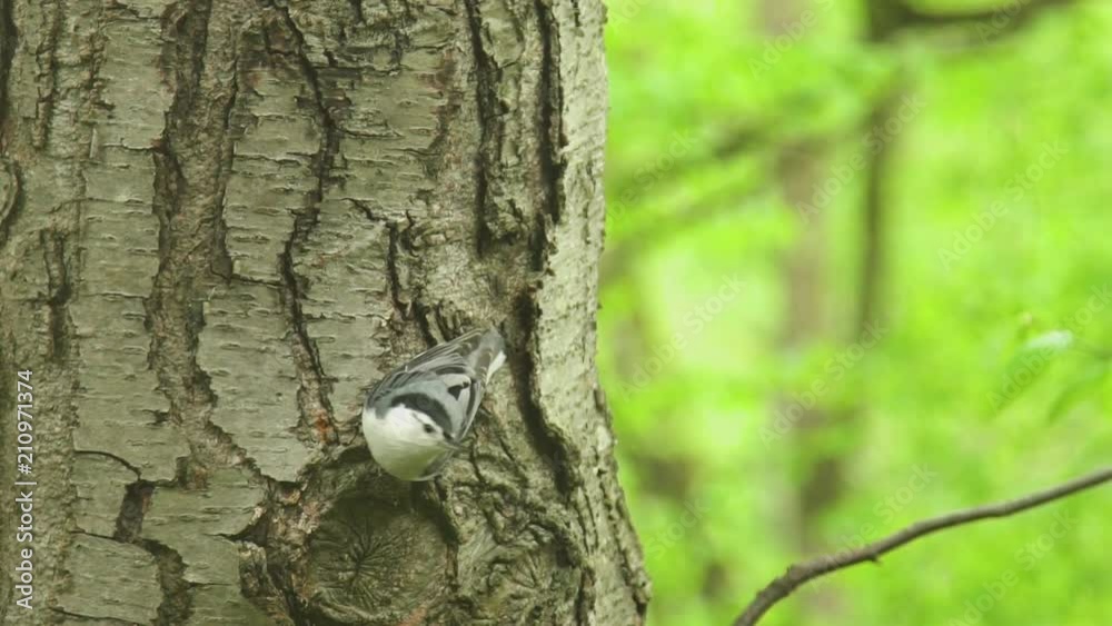 Black-capped Chickadee on Tree and then Flies towards Camera in Slow Motion