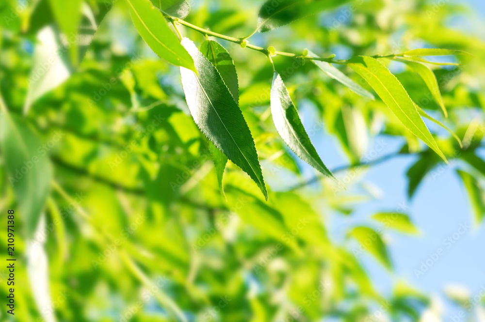 Branch of pussy willow with fresh green leaves against the sky Branch of pussy willow with fresh green leaves against the sky