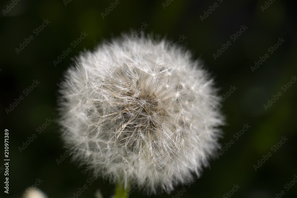 Obraz premium verblühter Löwenzahn