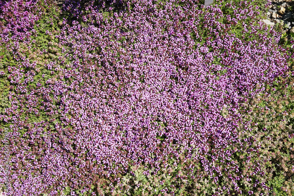 Obraz premium thyme flowers background