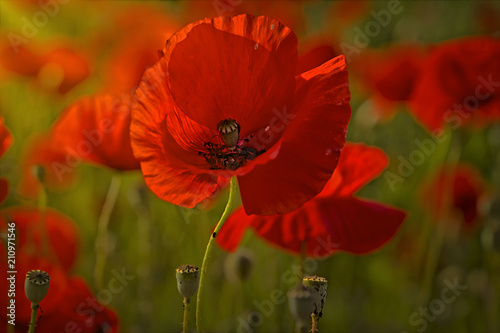 Fototapeta Naklejka Na Ścianę i Meble -  Mohnblumen