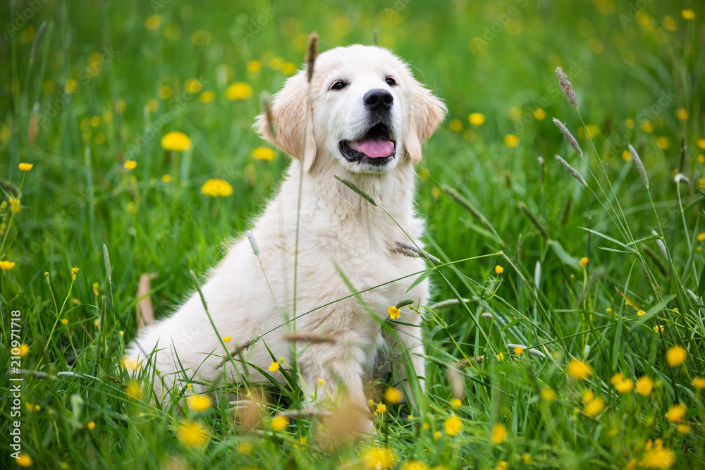 Golden retriever puppy in the grass
