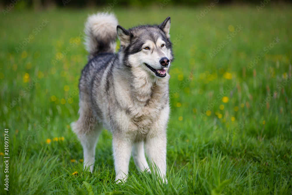 Dog breed Alaskan Malamute