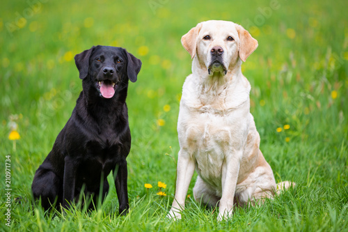 Two Labradors sitting in a meadow, black and bright
